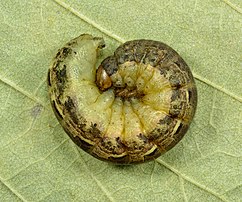 Chenille de noctuelle fiancée en posture défensive. (définition réelle 4 800 × 4 000)