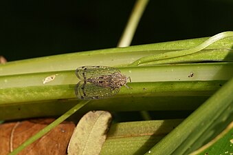 Nogodinidae,(Net-winged hopper)