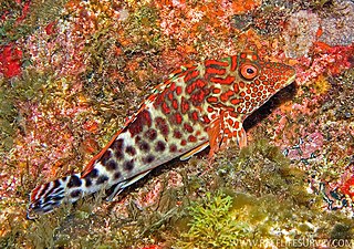 Splendid hawkfish Species of fish