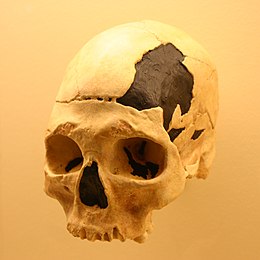 crânes de datation de carbone