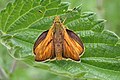 * Nomination Ochlodes sylvanus butterfly, adult.Garnhami 20:38, 16 October 2020 (UTC) * Decline  Oppose Not sharp, sorry. -- Ikan Kekek 22:50, 16 October 2020 (UTC)