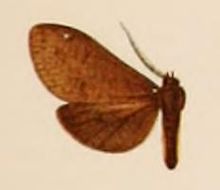 Ochrodota funebris.JPG