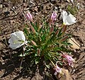 Oenothera caespitosa var. marginata