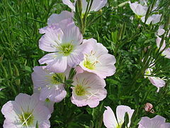 Fleurs d'Oenothera speciosa.