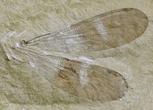 Okanagrion threadgillae holotype SR 98-12-10 img1.tif