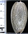 Oliva (Carmione) bulbosa f. inflata Lamarck, 1810, vista dorsale - Nosy Be, Madagascar