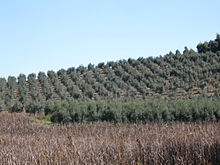 Arbequina olive trees on a plantation in Brazil. Olival Arbequina.jpg