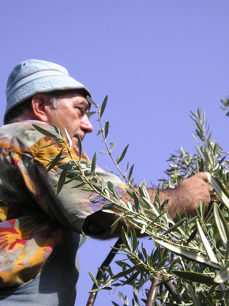 File:Olive harvest in Capernaum 3.JPG