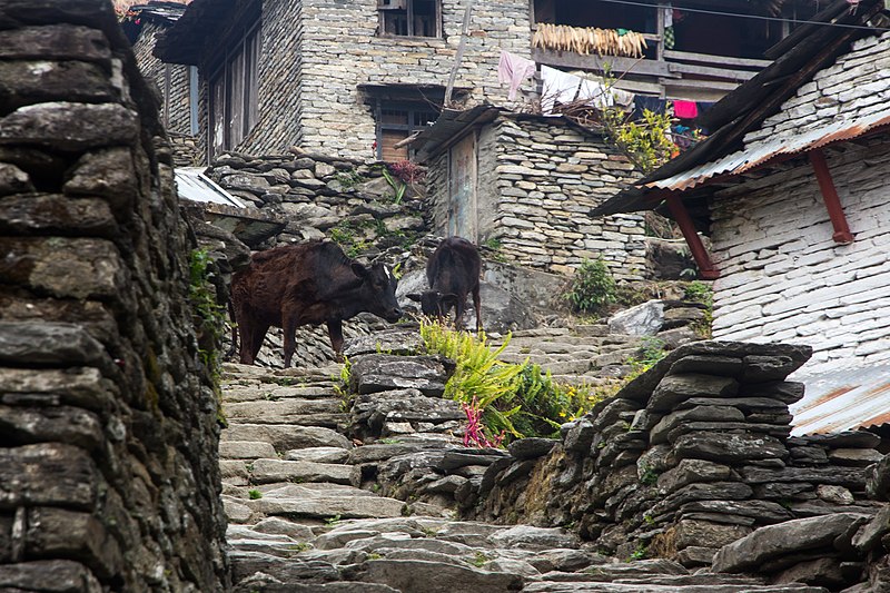 File:On the trekking trail to Ghandruk - panoramio (3).jpg