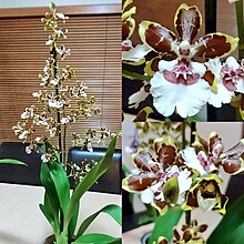 Oncostele (Oncidium) Wildcat Orman monarch.jpg