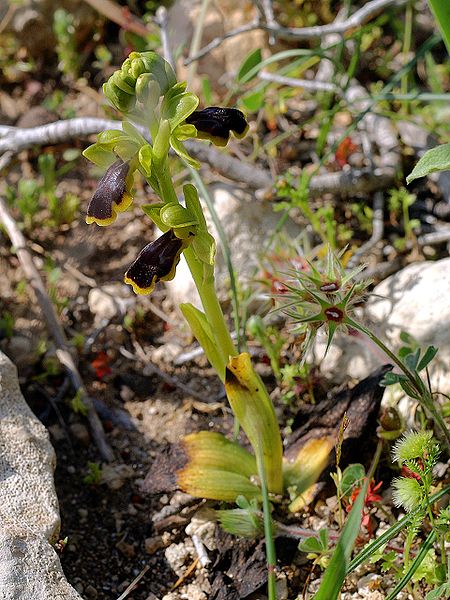 File:Ophrys blitopertha Rhodos 01.jpg