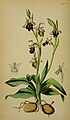 Ophrys scolopax plate 19 in: J.T. Moggridge: Flora of Mentone London (1871)
