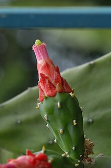 Flower Opuntia cochinellifera01.JPG