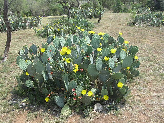 Cactus in spring bloom in rural Llano County