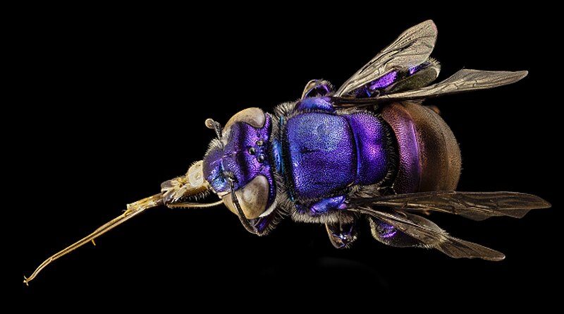 File:Orchid bee purple, m, guiana, 5 2014-11-04-12.22.55 ZS PMax (15174630153) (2).jpg