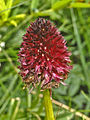 Gymnadenia × chanousiana inflorescence Giardino Botanico Alpino Chanousia