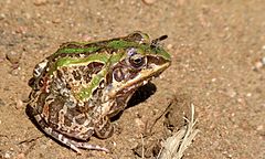 Description de l'image Ornate Frog (Hildebrandtia ornata) (5984077767).jpg.