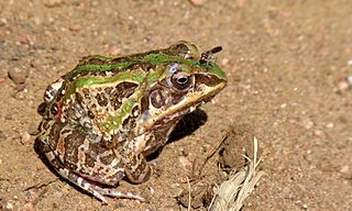 <i>Hildebrandtia</i> (frog) Genus of amphibians