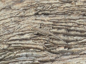 Ornate tree lizard, Big Bend National Park 2015-06-02.jpg