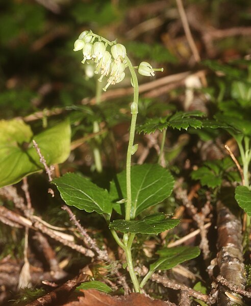 File:Orthilia secunda s12.jpg