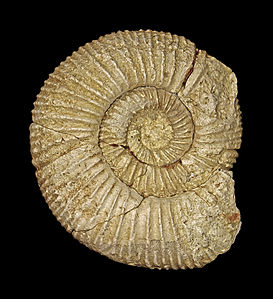 Orthosphinctes colubrinus Lower Oxfordian