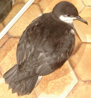 <span class="mw-page-title-main">Tropical shearwater</span> Species of bird