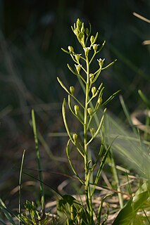 <i>Thesium ebracteatum</i> Species of flowering plant