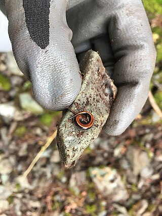 <span class="mw-page-title-main">Larch Mountain salamander</span> Species of amphibian