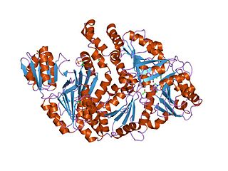 <span class="mw-page-title-main">Sirohaem synthase</span>