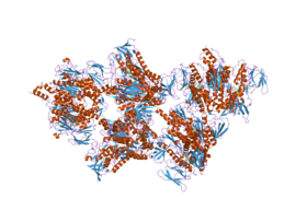 Illustrasjonsbilde av artikkelen Dihydrolipoyl dehydrogenase