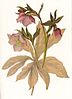 Painting of a hellebore by Shackleton, gouache and watercolour
