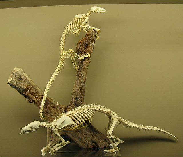 Pangolin skeletons at the Museum of Osteology (2009)