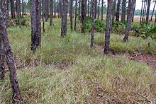 Panicum abscissum di rembesan bog.jpg