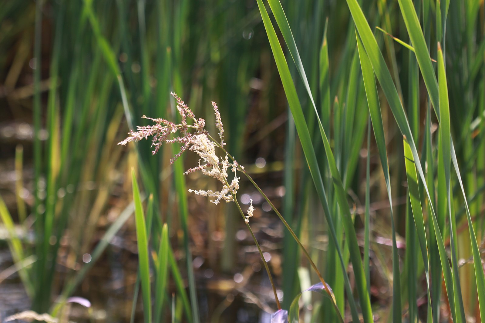 Просо 5 букв. Panicum Italicum. Просо изящное. Panicum bisulcatum. Panicum miliaceum l..