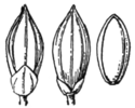 Panicum philadelphicum (as Panicum tuckermanii) HC-1935.png