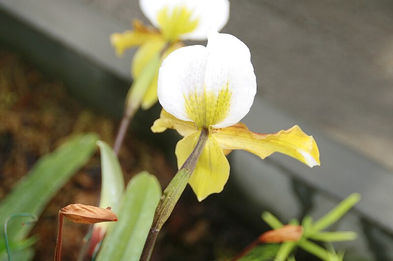 File:Paphiopedilum insigne 1zz.jpg