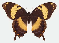 Papilio homerus, la más grande en el Hemisferio Occidental.