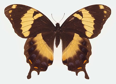 Tập_tin:Papilio_homerus_ulster.jpg