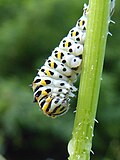 Thumbnail for File:Papilio machaon caterpillar Paludi 03.jpg