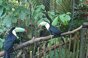 Einer und noch ein Vogel in einem Hallen-Zoo.