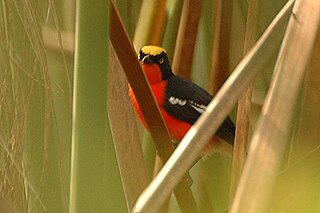 <span class="mw-page-title-main">Papyrus gonolek</span> Species of bird