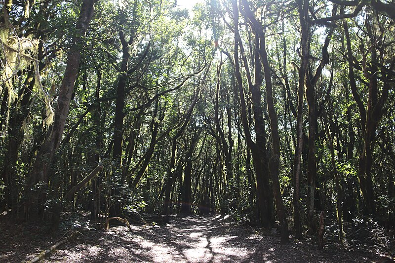 File:Parque nacional de Garajonay 135.jpg