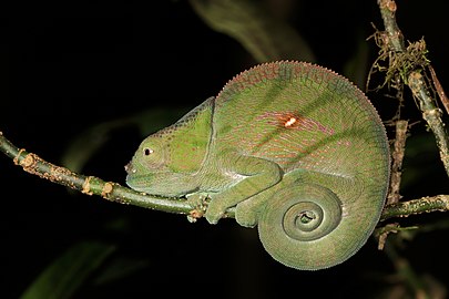 Parson's chameleon Calumma parsonii cristifer ♀ Madagascar