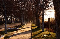 Paseo de Los Chopos uno de los paseos históricos del Real Sitio en La Huerta Grande de la Vega del Jarama.