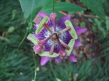 Passiflora loefgrenii (BG Zuriko) -04.JPG