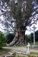 Árbores Senlleiras De Galicia: Catálogo de árbores senlleiras, Críticas, Listaxes