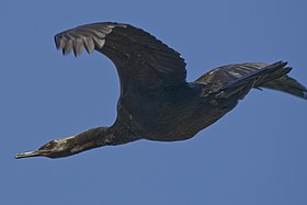 Pelagic Cormorant flying.jpg