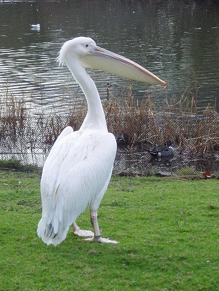 File:Pelican.jpg