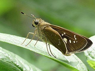 <i>Pelopidas subochracea</i> Species of butterfly