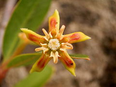 Periploca laevigata (Periplocaceae)